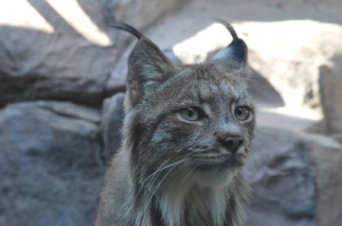 Kanadalı bir vaşak