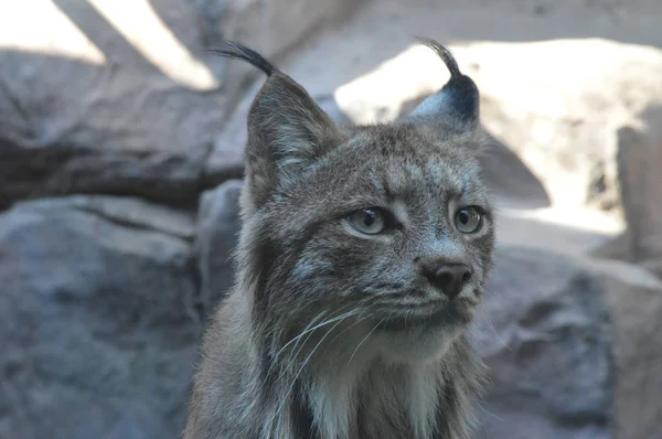 Kanadalı bir vaşak