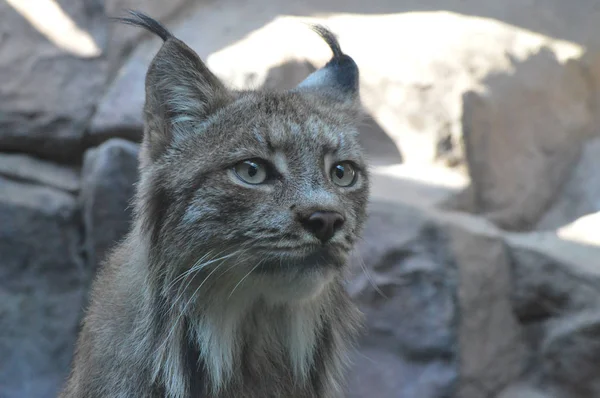 Kanadalı bir vaşak