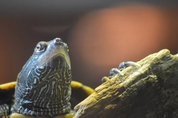 A Painted Turtle — Stock Photo, Image