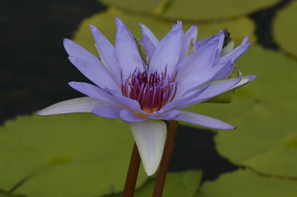 A Water Lily — Stock Photo, Image