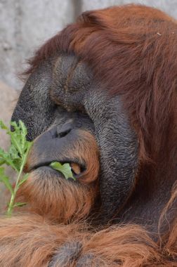 Açık havada orangutan.