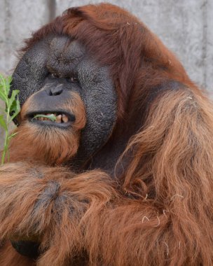 Açık havada orangutan.