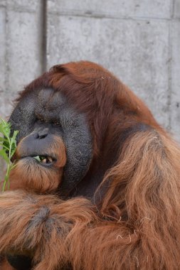 Açık havada orangutan.