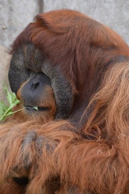 Açık havada orangutan.