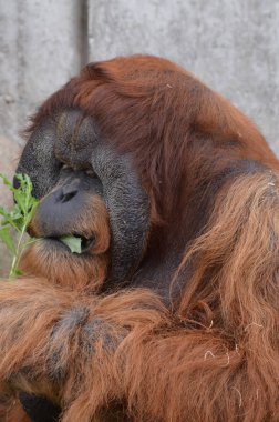 Açık havada orangutan.