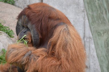 Açık havada orangutan.