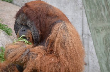 Açık havada orangutan.
