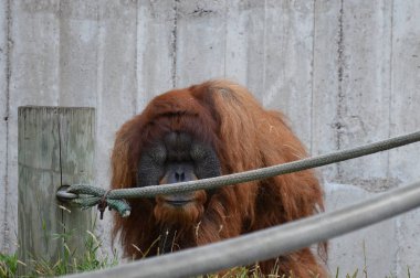Açık havada orangutan.