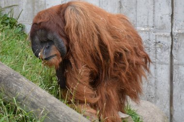 Açık havada orangutan.