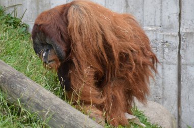 Açık havada orangutan.
