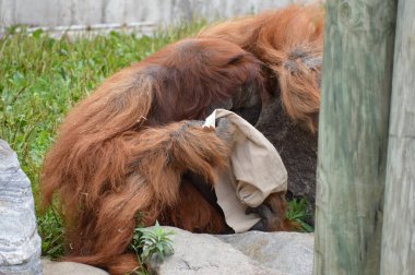 Açık havada orangutan.
