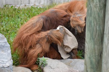 Açık havada orangutan.