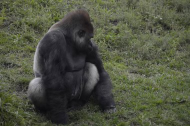 Goril açık havada