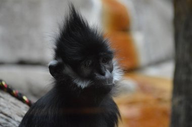Francois Langur maymun