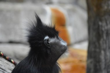Francois Langur maymun