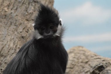 Francois Langur maymun
