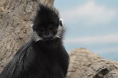 Francois Langur maymun