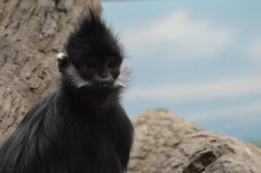 Francois Langur maymun