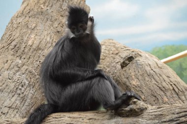 Francois Langur maymun