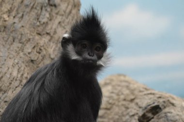 Francois Langur maymun