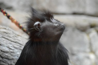 Francois Langur maymun