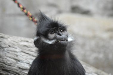 Francois Langur maymun