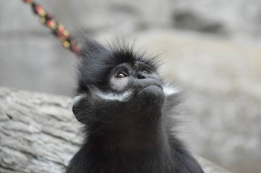 Francois Langur maymun