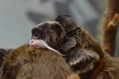 Emperor Tamarin
