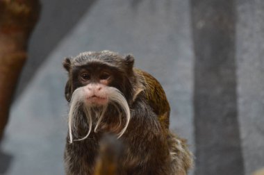Emperor Tamarin