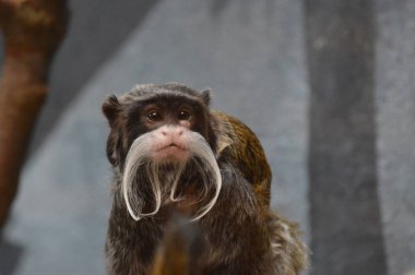 Emperor Tamarin