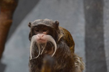 Emperor Tamarin