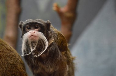 Emperor Tamarin