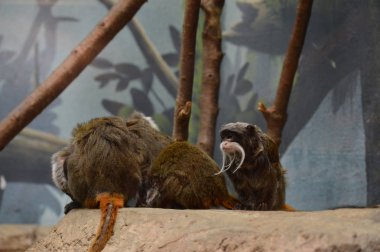 Emperor Tamarin