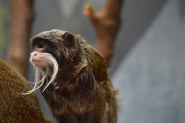 Emperor Tamarin