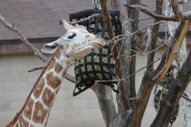 Açık havada zürafa