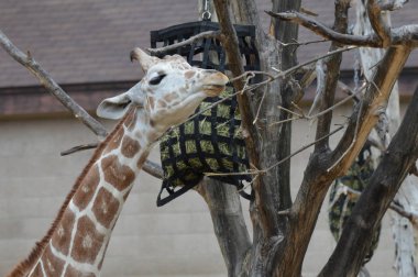 Açık havada zürafa