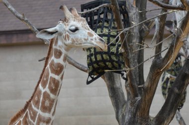 Açık havada zürafa