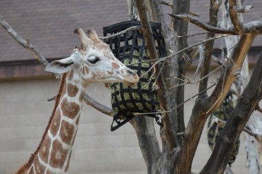 Açık havada zürafa