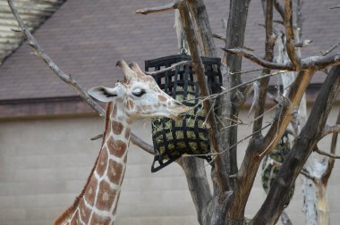 Açık havada zürafa