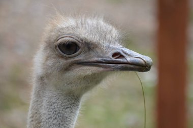 Bir devekuşu yüzü