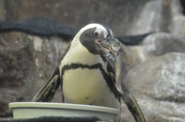 Kayadaki Penguen