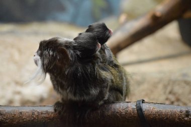 Emperor Tamarin ve bebekler