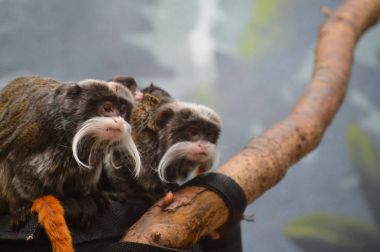 Emperor Tamarin ve bebekler