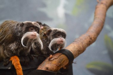 Emperor Tamarin ve bebekler