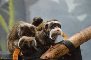 Emperor Tamarin ve bebekler