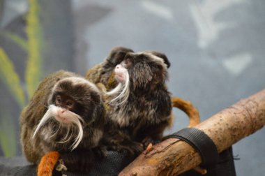 Emperor Tamarin ve bebekler