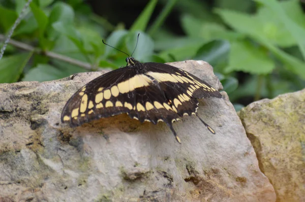 Butterfly in the garden — Stock Photo, Image