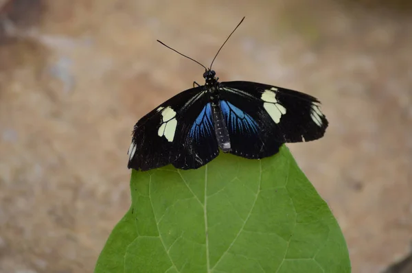 Butterfly in the garden — Stock Photo, Image