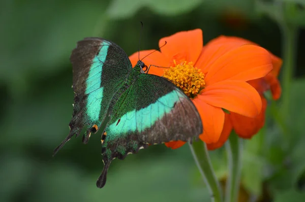 Papillon dans le jardin — Photo